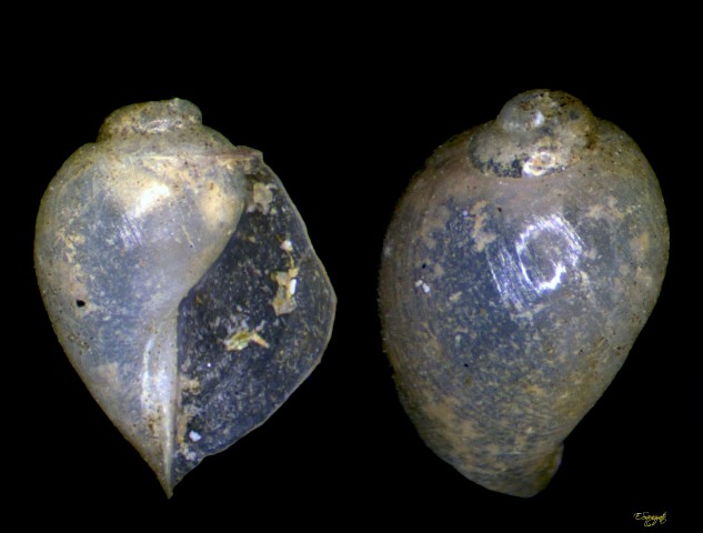 Diaphana minuta - Chiedo conferma